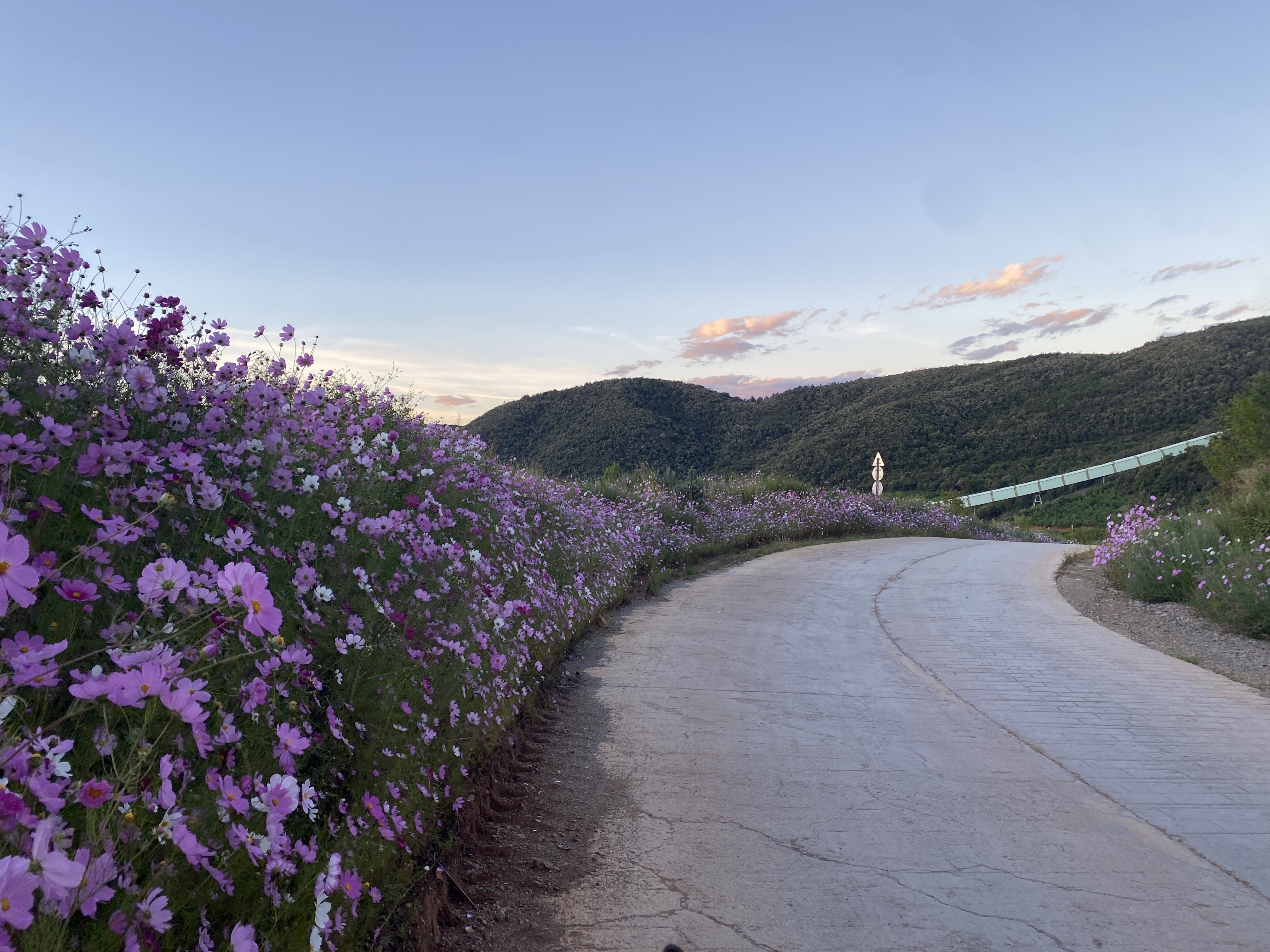 上山道路綠化.JPG